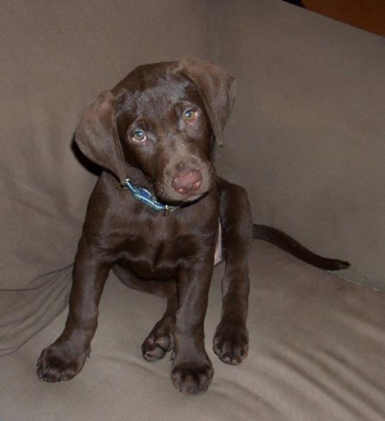 Sweet puppy.jpg